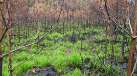 after forest fire