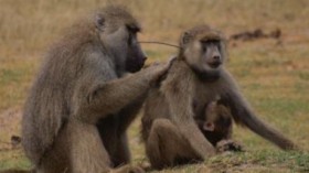 yellow baboons