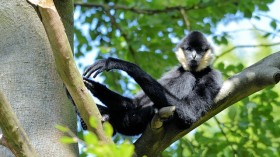 gibbon