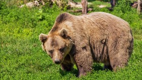 Brown Bear