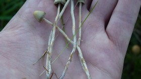 Psilocybe semilanceata 