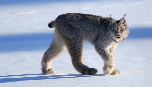 Canada lynx