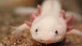 Axolotl salamander