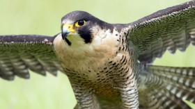 peregrine falcon