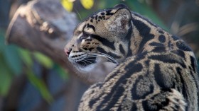 clouded leopard