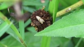 moth on arrowhead