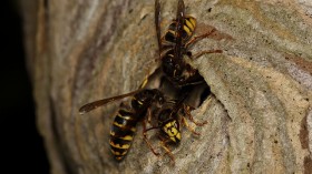 wasps