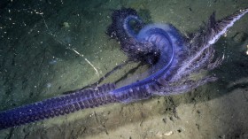 siphonophore