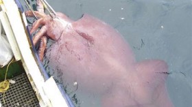 colossal squid