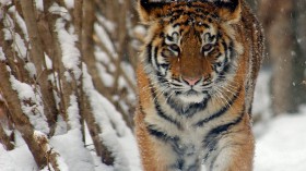 Amur tiger