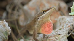 brown anole lizard