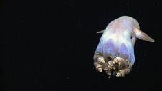 Dumbo octopus