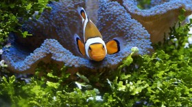 clownfish