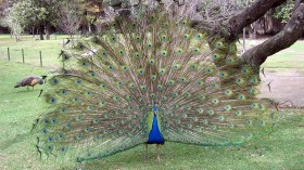 Photo showing the iridescence of peacock feathers