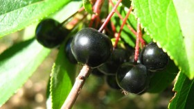 Aronia berries