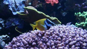 foxface rabbitfish