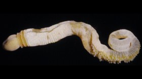 phallus worm