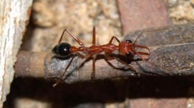 bulldog ant