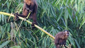 brown capuchin monkeys