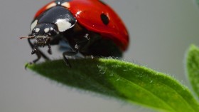 ladybug