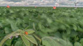 An asian lady beetle rests on a plant in a soybean field in this time-exposure image. New research suggests that diminishing wind speeds caused by climate change affect the ability of such insects to capture prey.