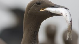 common murre