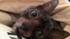 Lykoi