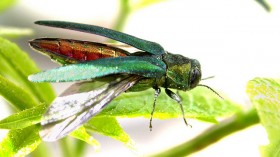 emerald ash borer