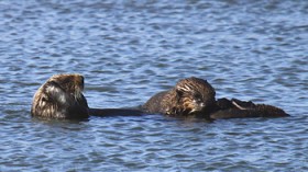 sea otters