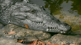 American Crocodile