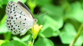 pale blue grass butterfly