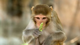 Rhesus macaque monkey