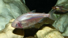 cave tetra