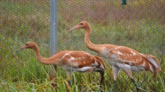 whooping crane chicks