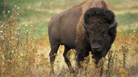 bison