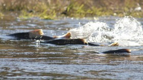 chinook salmon