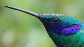 Sparkling Violetear Mulauco