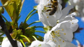 bee on a cherry blossom