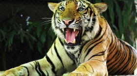 live tiger captured