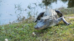 alligator