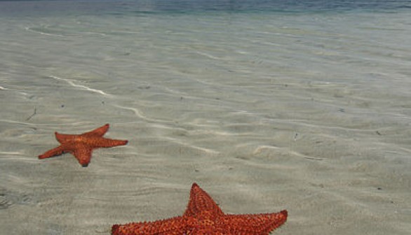 sea star