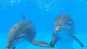 bottlenose dolphins