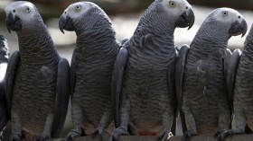  Endangered African grey parrots are kept safe in a cage before being released into Kibale National Park forest by the Uganda Wildlife Authority