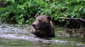 brown bear from ABC islands in Alaska