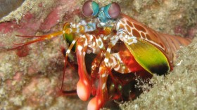 mantis shrimp