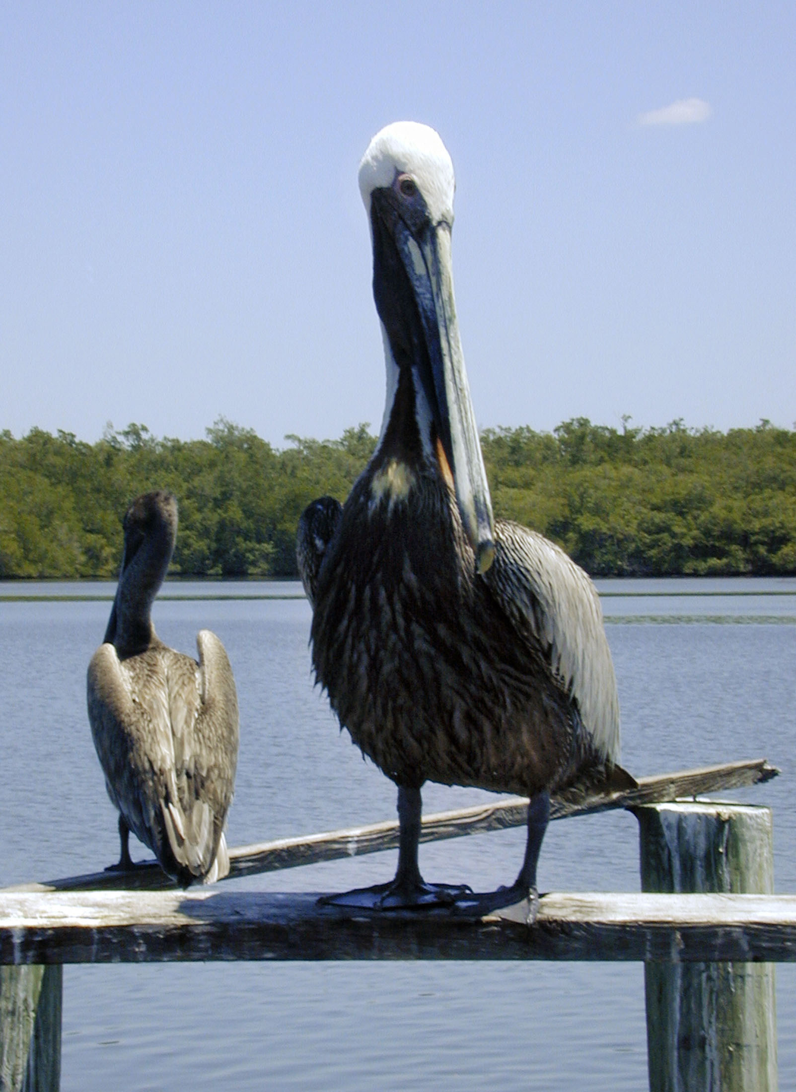 Over 100 Brown Pelicans Reported Dead in Florida | Nature ...