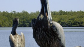 Brown Pelicans