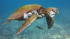 sea turtle