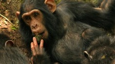 chimpanzee using leaf sponge