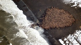 Pacific walrus stranded ashore in Alaska